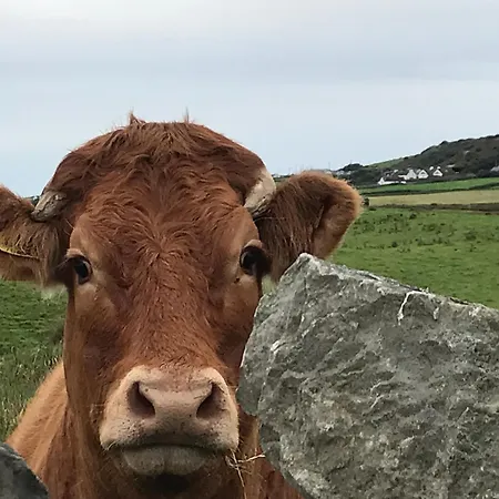 Cliffs Of Moher Family Hideaway Feriehus