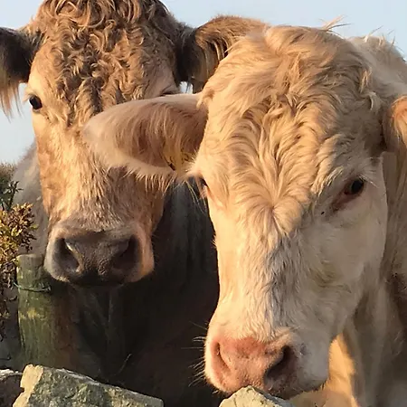 Cliffs Of Moher Hideaway * Liscannor