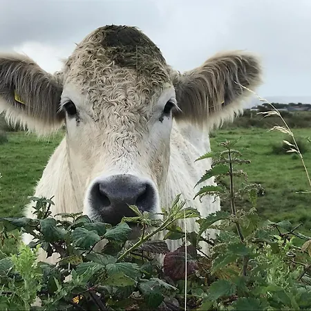 Casa vacanze Cliffs Of Moher Hideaway *