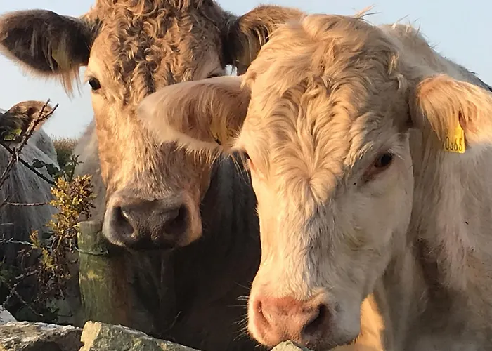 Cliffs Of Moher Hideaway * Liscannor