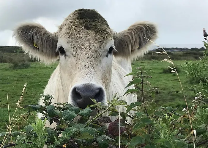 Dom wakacyjny Cliffs Of Moher Hideaway *